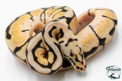 Python royal - Python regius Bumblebee