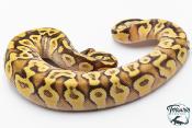 Python royal - Python Regius Pastave Yellow Belly