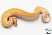 Python royal - Python regius Banana Pastel Piebald
