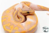 Python royal - Python regius Banana Piebald
