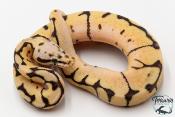 Python royal - Python regius Bumblebee Fire