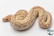 Python royal - Python regius Clown Butter Pastel GHI