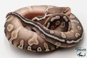 Python royal - Python regius GHI Butter Special