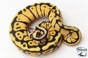 Python royal - Python regius Enchi Pastel