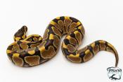 Python royal - Python regius Enchi Yellow Belly