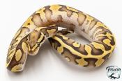 Python royal - Python regius Enchi Leopard Fire