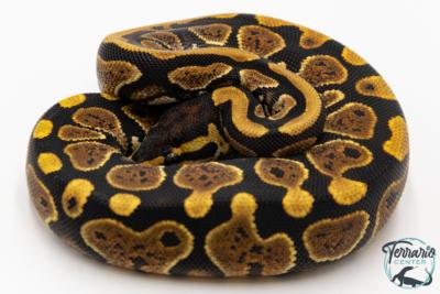 Python royal - Python regius Gravel
