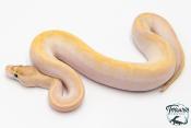 Python Royal - Python regius Ivory