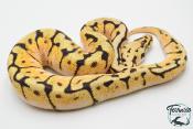 Python royal - Python regius Bumblebee