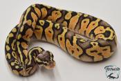 Python royal - Python regius Super Pastel