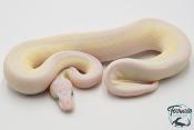 Python royal - Python regius Leucistic Enchi (Poss Super Enchi)