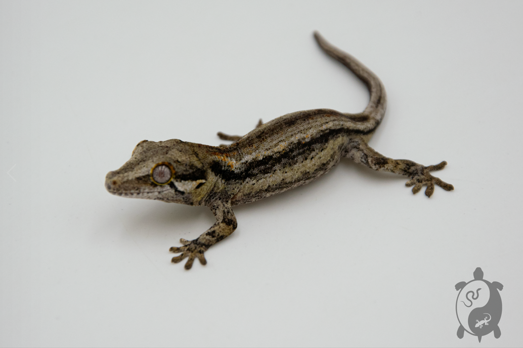 Rhacodactylus auriculatus - Gecko gargouille - NCUE - PH2022111014285239
