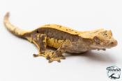 Correlophus ciliatus - Gecko à crête - NC 2025 - 40