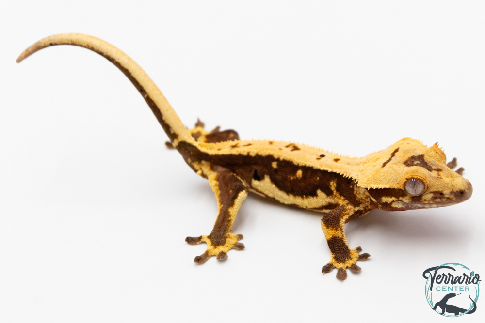 Correlophus ciliatus - Gecko à crête - NC 2025 -  47