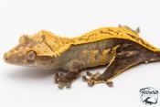 Correlophus ciliatus - Gecko à crête - NC 2025 -  50