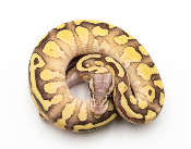 Python royal - Python regius Firefly Butter 
