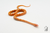 Serpent des blés - Pantherophis guttatus Candy Cane Motley Scaleless