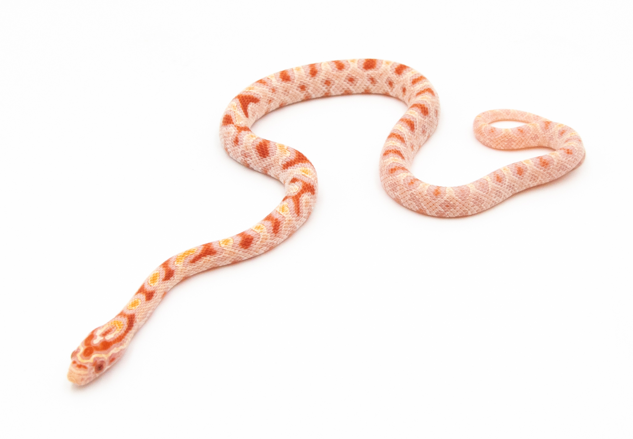 Serpent des blés - Pantherophis guttatus Okeetee Reverse Albinos