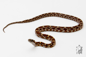 Serpent des blés - Pantherophis guttatus Classique het scaleless