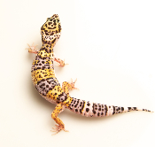 Gecko Léopard - Eublepharis Macularius - F2 - non sexé