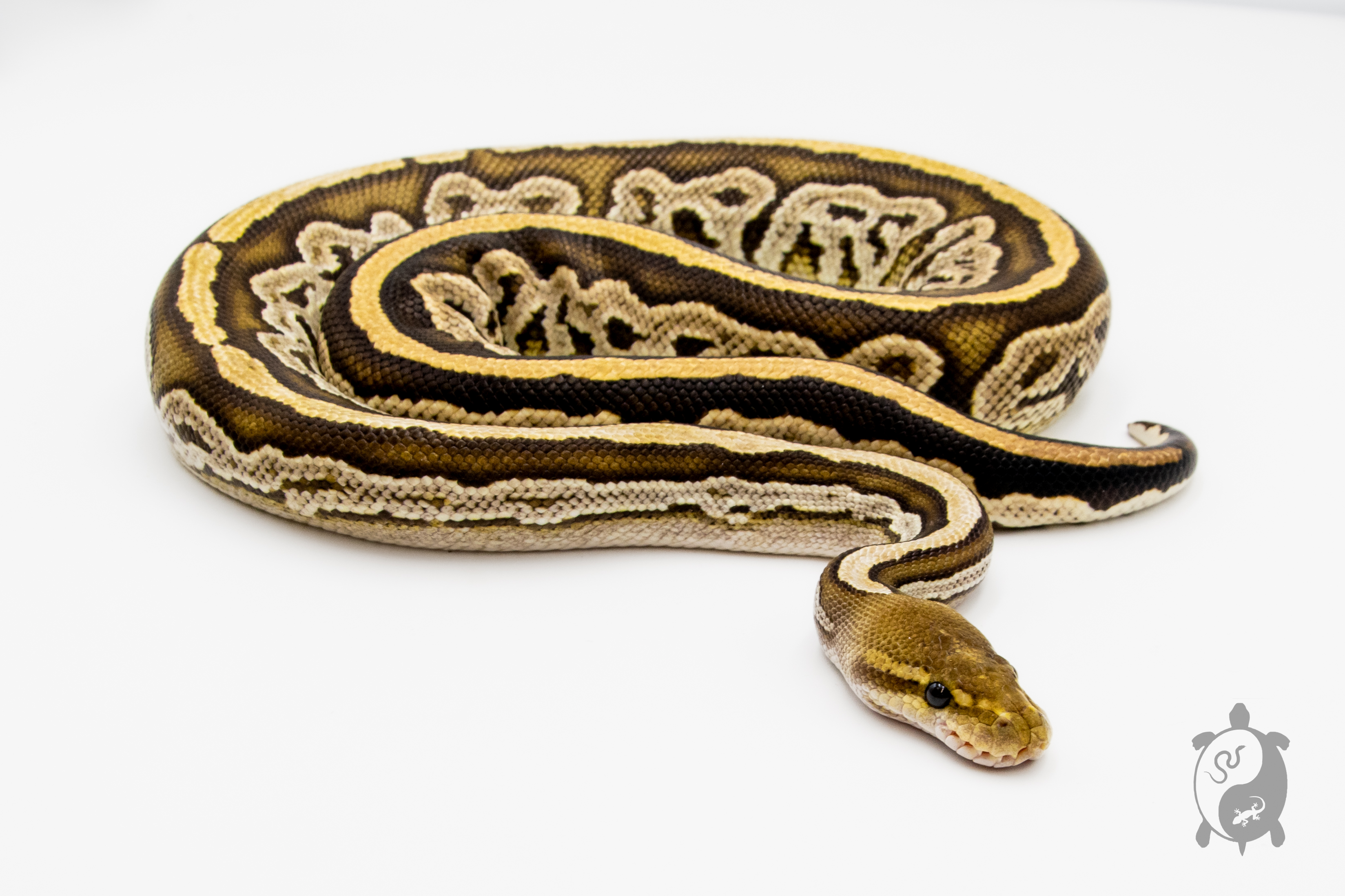 Python royal - Python regius Bongo Cinnamon - Adulte