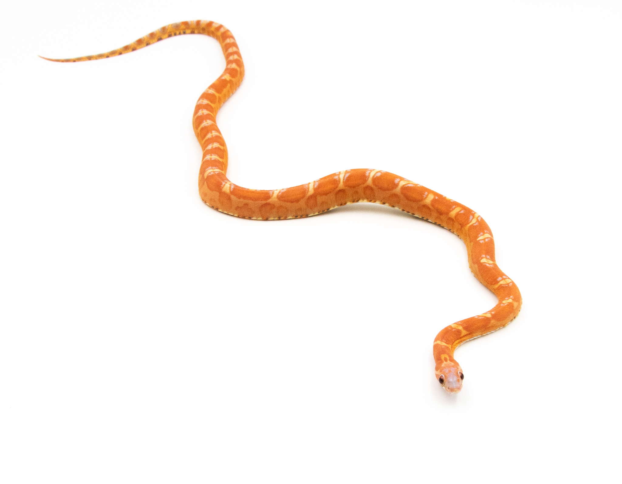 Serpent des blés - Pantherophis guttatus Scaleless Hypo ~50cm