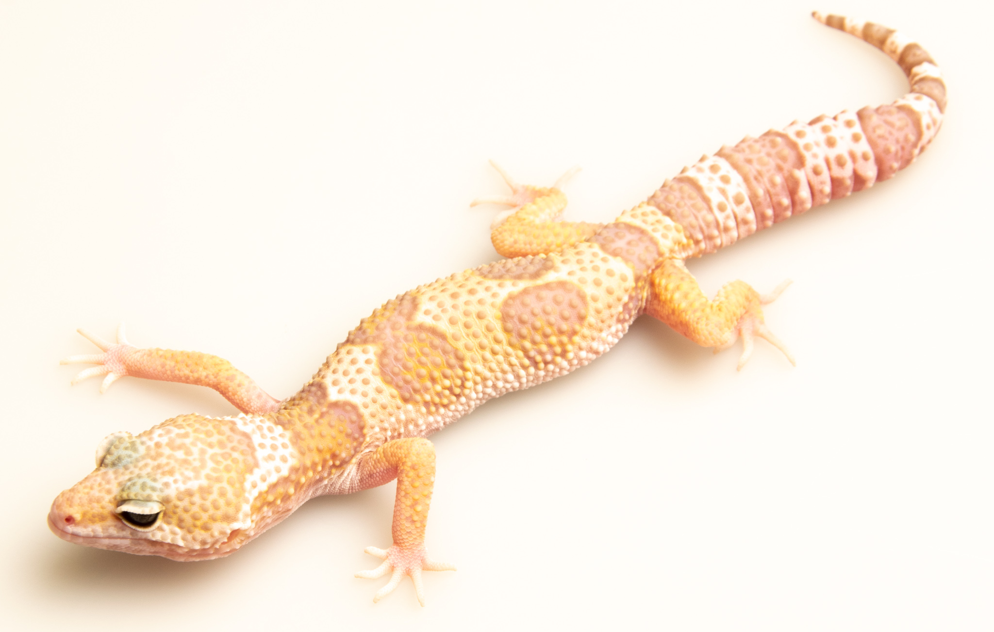EJ101 - Gecko Léopard - Eublepharis Macularius Mack Snow Tremper - non sexé  - NC 2021