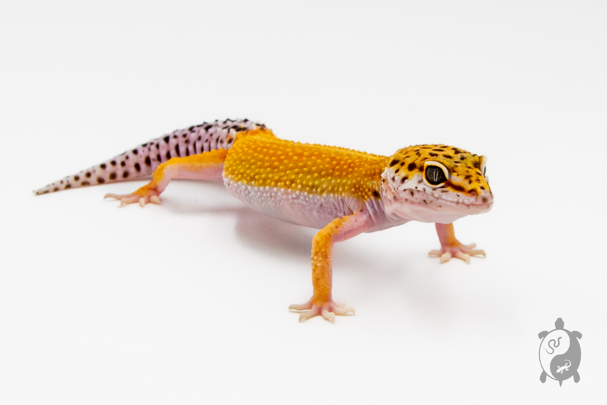 EM35 - Gecko Léopard - Eublepharis Macularius Tangerine - NC - 