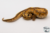 Python royal - Python regius Black Pastel Butter