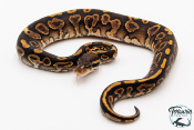 Python royal - Python regius Black Pastel Yellow Belly