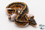 Python royal - Python regius Piebald Yellow Belly