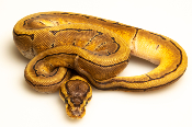 Python royal - Python regius Pinstripe het Monarch