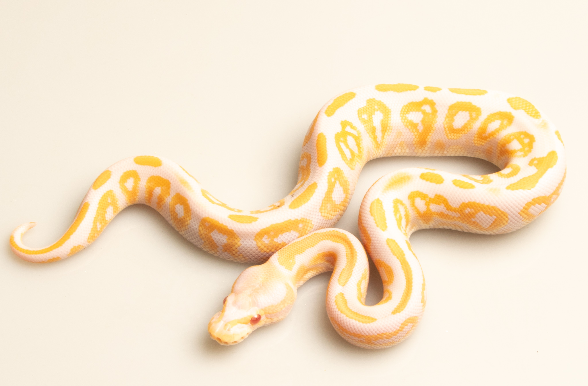 Python royal - Python regius Albinos Black Pastel