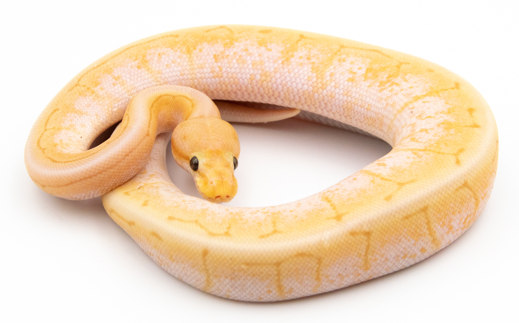 Python royal - Python regius Banana Spinner