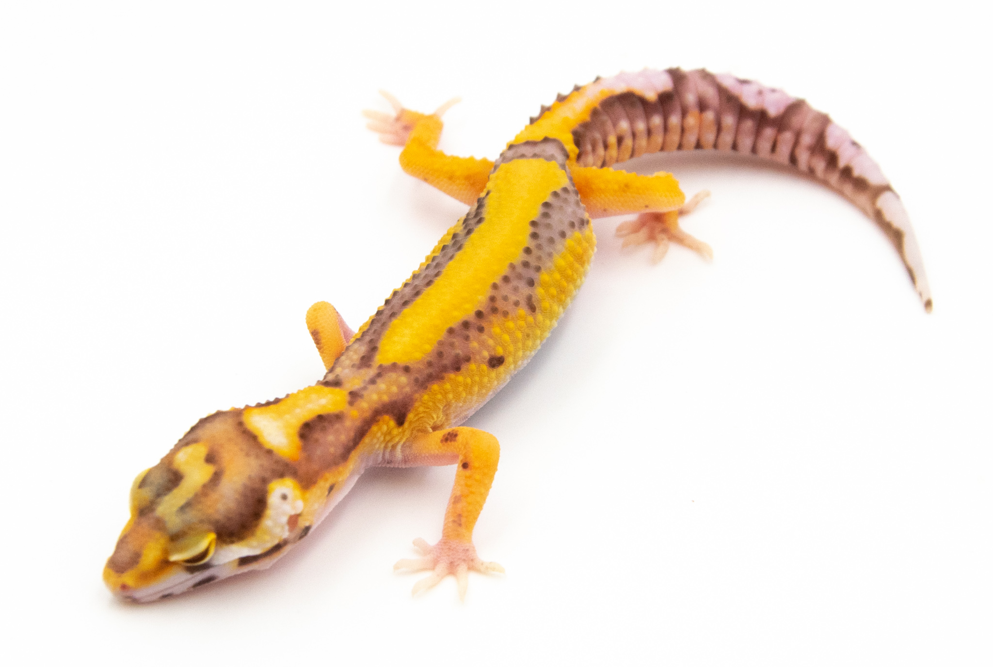EG22 - Gecko Léopard - Eublepharis Macularius Stripe Bell - non sexé - NC 2022