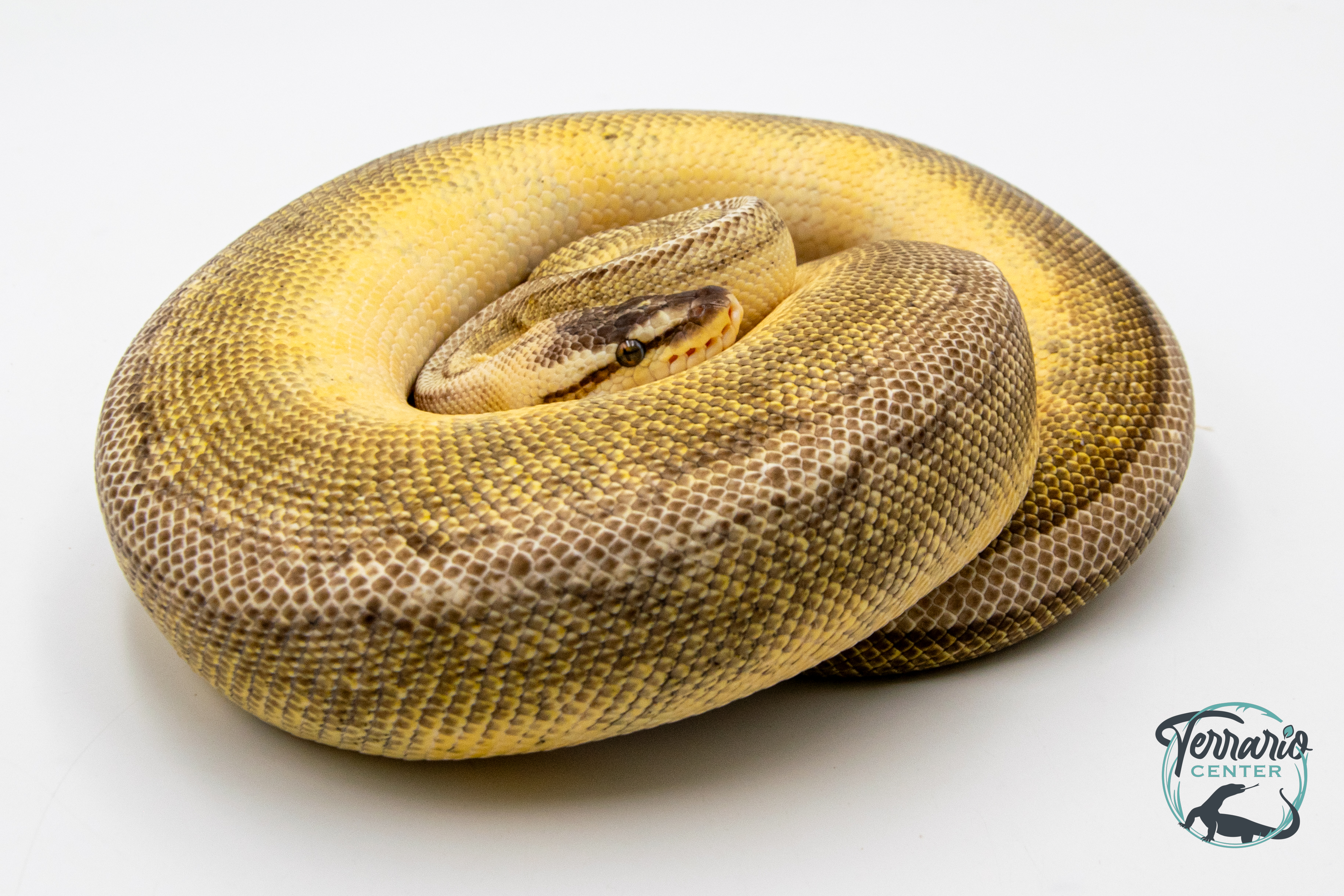 Python royal - Python regius Super Pastel Genetic Stripe - Adulte