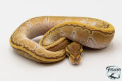 Python royal - Python regius Butter Pinstripe