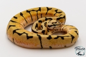 Python royal - Python regius Bumblebee Orange Dream