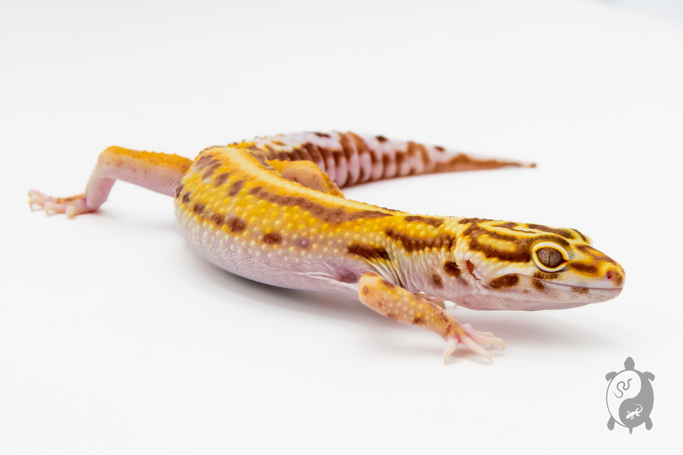 EM28 - Gecko Léopard - Eublepharis Macularius White & Yellow Stripe Bell - NC - &#9794;
