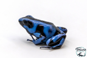 Dendrobates auratus - Dendrobate doré Blue Kalobre