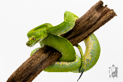 Morelia viridis Biak - Python vert arboricole - Femelle 