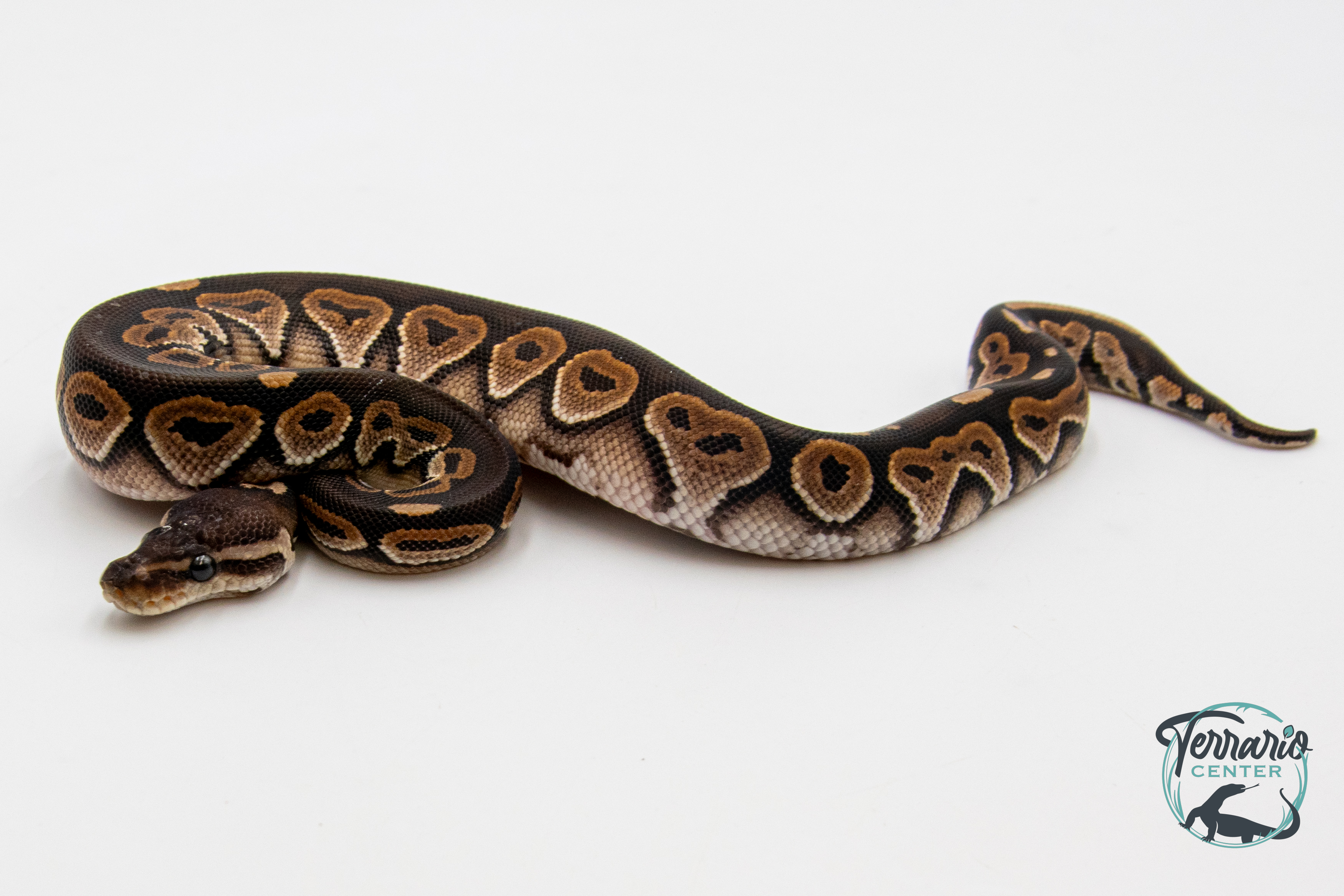 Python royal - Python regius Black Pastel