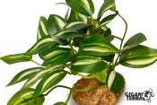 Pothos Panaché sur Pied - 10 cm