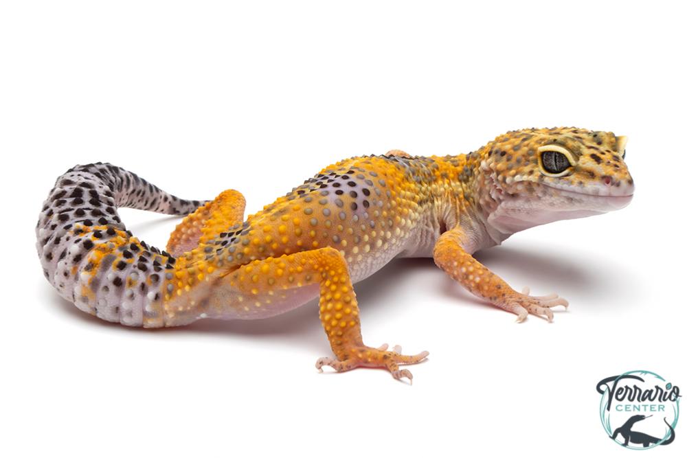 Eublepharis macularius - Gécko léopard - Mix Couleur - Juvénile