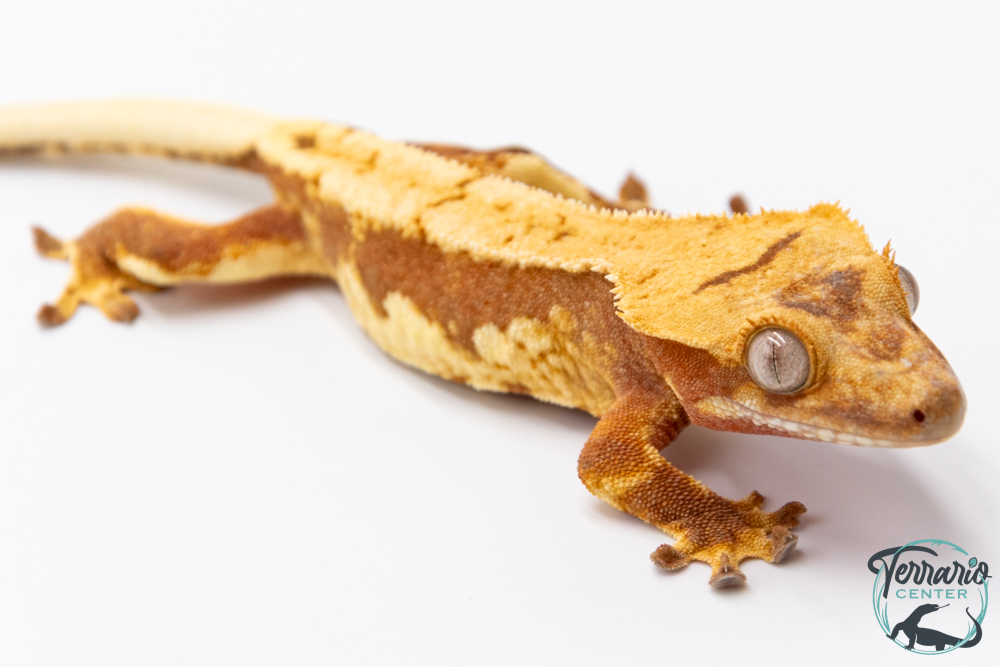Correlophus ciliatus Lily White - Gecko à crête - NC 2025 -  26