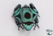 Dendrobates auratus - Dendrobate doré Green Microspot