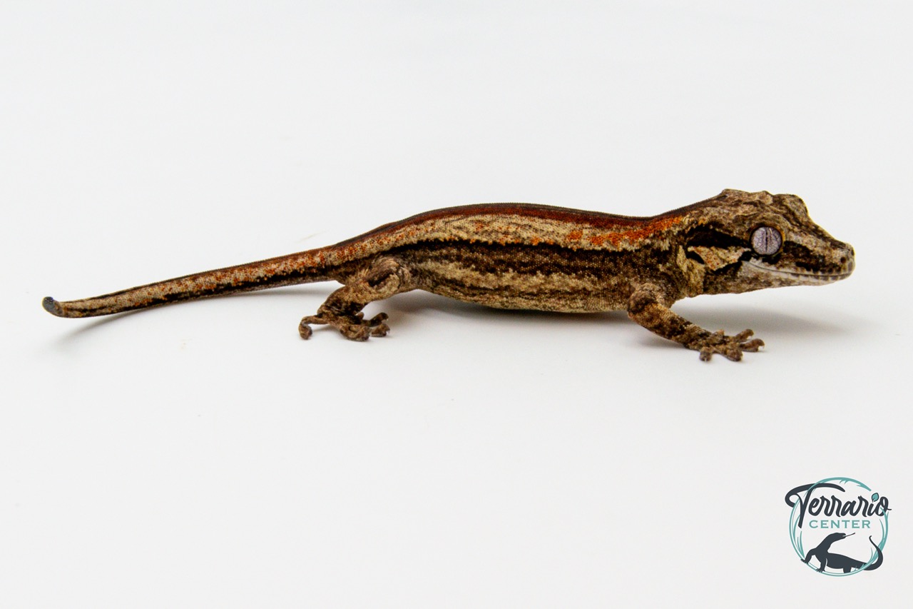 Rhacodactylus auriculatus - Gecko gargouille - 36 - NCUE - PH2024011010161101