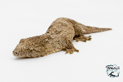 Rhacodactylus leachianus - Gecko géant de Nouvelle-Calédonie Nuu ana