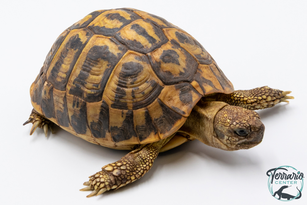 Tortue d'Hermann - Testudo hermanni hermanni Femelle - 900250000956523