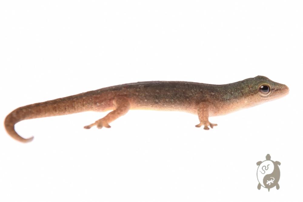 Lygodactylus conraui - Gecko nain du Cameroun 